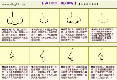 鼻子相|面相大全——鼻子